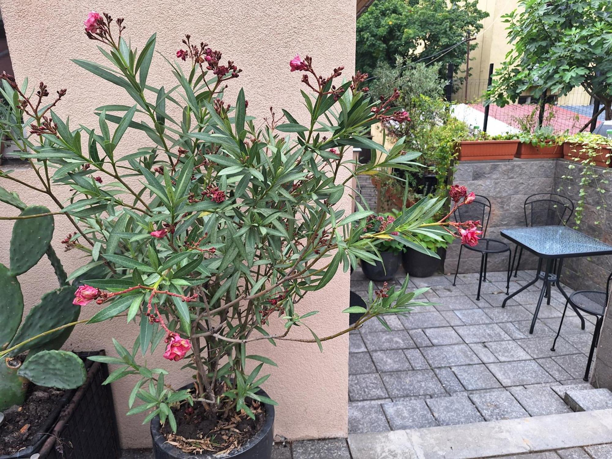 Filsdeger Royal Panzió Acomodação com café da manhã Exterior foto